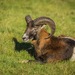 European Mouflon - Photo (c) Lioneska, some rights reserved (CC BY-NC), uploaded by Lioneska