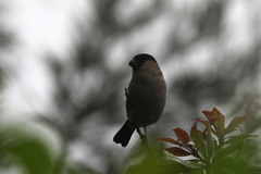 Pyrrhula murina