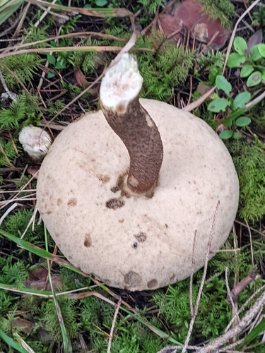 Leccinum vulpinum — (c) Марина Давлетшина, some rights reserved (CC BY)