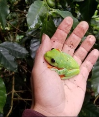 Agalychnis moreletii
