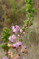 Erica grata