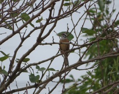 Emberiza cioides