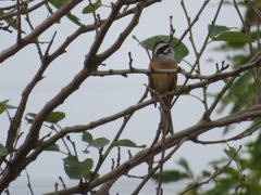 Emberiza cioides