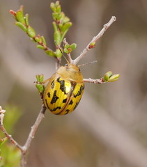 Paropsisterna obliterata