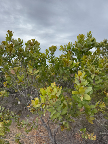 Hakea elliptica, photograph 5