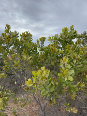 (c) Caleb Catto, some rights reserved (CC BY) Hakea elliptica, photograph (c) Caleb Catto, some rights reserved (CC BY)