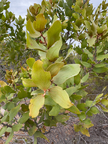 Hakea elliptica, photograph 4