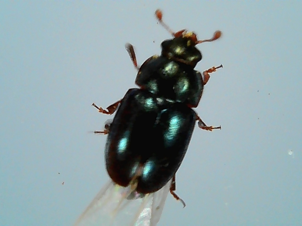 Brassicogethes viridescens