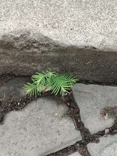 Metasequoia glyptostroboides, photograph 6