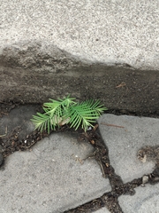 Metasequoia glyptostroboides, photograph (c) ZJW, some rights reserved (CC BY)