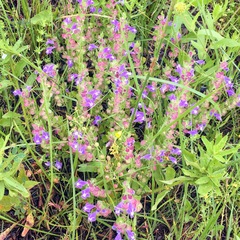 Scutellaria wrightii