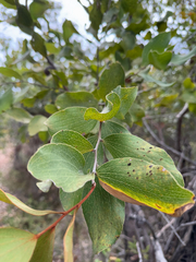 (c) Caleb Catto, some rights reserved (CC BY) Hakea elliptica, photograph (c) Caleb Catto, some rights reserved (CC BY)