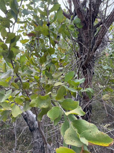 Hakea elliptica, photograph 3