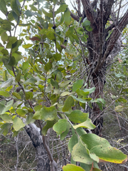 (c) Caleb Catto, some rights reserved (CC BY) Hakea elliptica, photograph (c) Caleb Catto, some rights reserved (CC BY)