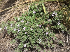 Clinopodium nubigenum