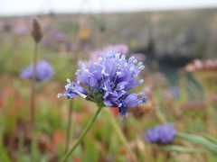 Gilia capitata pacifica