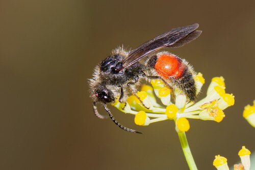 Tropidotilla litoralis