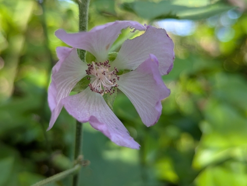 Peter's Mountain mallow (Iliamna corei)