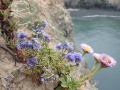 Gilia capitata pacifica