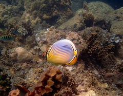 Chaetodon trifasciatus