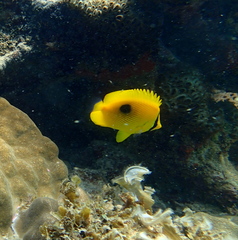 Chaetodon zanzibarensis