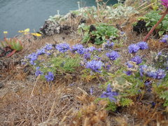 Gilia capitata pacifica