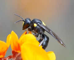 Amphylaeus morosus