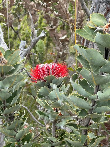 Albany banksia (Banksia coccinea)