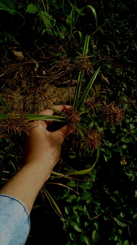 Cyperus ferruginescens iNat (2)