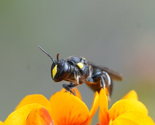 Amphylaeus morosus (Smith, 1879)