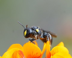 Amphylaeus morosus