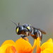 Capricious Dimorphic-Masked Bee - Photo (c) Reiner Richter, some rights reserved (CC BY-NC-SA), uploaded by Reiner Richter