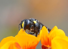 Amphylaeus morosus