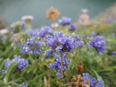 Gilia capitata pacifica