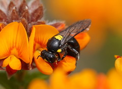 Amphylaeus morosus