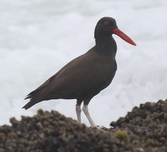 Haematopus ater