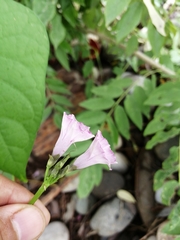 Ipomoea × leucantha