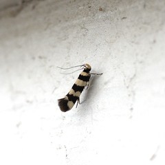 Lepidoptera