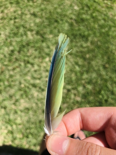 Plume de Conure veuve