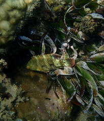 Cheilinus trilobatus