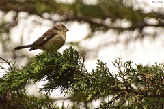 Catamenia analis