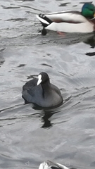 Fulica atra