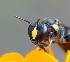 Amphylaeus morosus