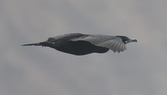 Nannopterum brasilianum