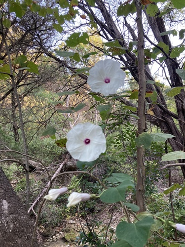 Ipomoea pandurata iNat (1)