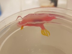 Hypselodoris
