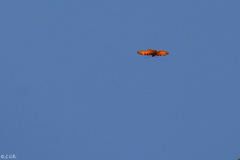 Dione glycera
