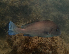 Acanthuriformes
