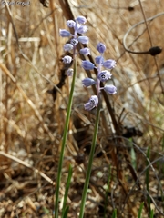 Muscari parviflorum