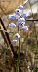 Muscari parviflorum